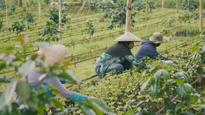 Berkat Ekspor Kopi Koperasi GLB,   Cisalak  Jadi Desa Devisa Kopi,