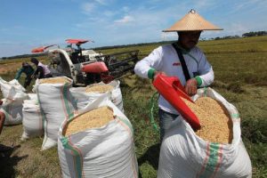 Realisasi KUR Pertanian Capai Rp44,5 Triliun