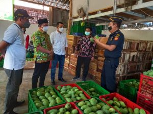 Susul Kacang Hijau, Petani Gresik Eskpor Perdana Mangga ke Singapura