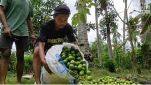 “Lemonto”, Kelompok Pemuda di Kaki Gunung Raung Produksi Olahan Lemon