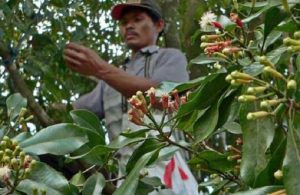 Harga Cengkih Kering di Lebak turun Rp10 ribu jadi Rp90 ribu/kg