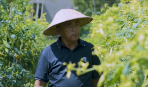 Pensiun Jadi Guru, Suharto Raup Miliaran Rupiah dari Cabai