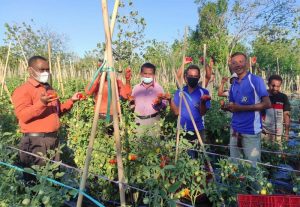 Rayakan Ulang Tahun, Jano Panen Perdana Tomat.