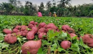 Permintaan Tinggi dari Korsel, Peluang untuk Pelaku Agribisnis Ubi Jalar