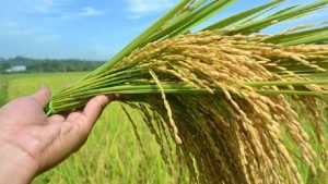 NTP Agustus Capai 104, 68 Harga Gabah Kering di Tingkat Petani Naik