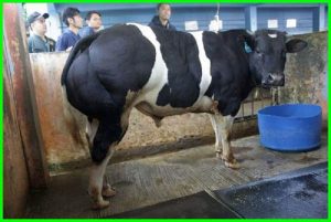 Indonesia dan Belgia Kukuhkan Kolaborasi Kembangkan Peternakan Sapi “Belgian Blue”