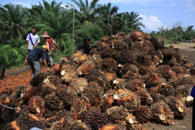 Harga CPO Dunia Melonjak, Eksportir Diingatkan Penuhi Kewajiban DMO