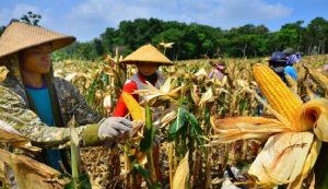Indonesia Impor 500 ribu ton Jagung karena Kekurangan Produksi di 2023