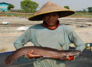 Sabang Kembangkan Budi Daya Lele Mutiara