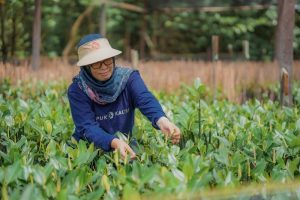 Pupuk Kaltim Diversifikasi Mangrove Sambil Budi Daya Kepiting