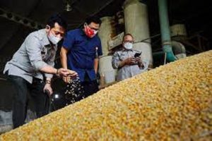 Mentan Tinjau Pabrik Pakan, Pastikan Stok Jagung Aman