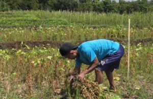 Prospek Cerah, Pemkab Banyumas Minta Petani Kedelai Bentuk Koperasi
