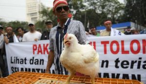 Peternak Minta Pemerintah Serap Seribu Ton Telur Per hari Minimal Seminggu