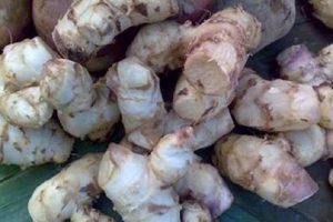 Guru Besar IPB Usul Ganyong Jadi Bagian Diversifikasi Pangan