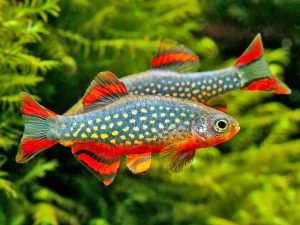 24 Hari, 2 juta Ikan Hias Diekspor dari Bandung