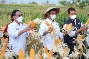 Mentan Hadiri Panen Raya Jagung Desa Beumata Kupang