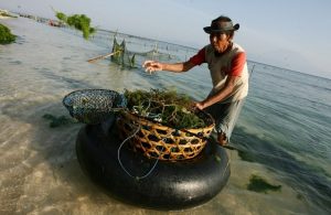 KKP Akan Bangun Kampung Budi Daya Rumput Laut di Indonesia Timur pada 2022