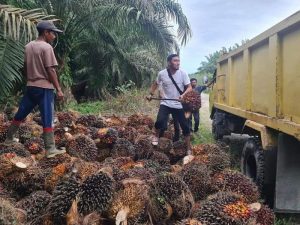 Petani Sawit Aceh Minta Pemda Aceh Inovasi Pupuk Organik