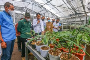 Potensi Pasar Global Rp3.000 Triliun, Peluang bagi Pelaku Tanaman Hias