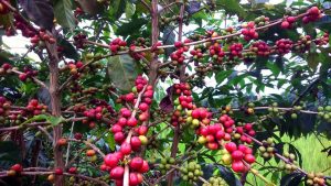 Potensi Ekspor Besar, Petani Kopi Sulbar Butuh Perlindungan Harga