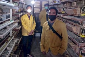Mahasiswa Unsoed Ciptakan Inkubator Dongkrak Produksi Telur puyuh