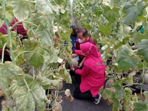 Panen 500 Kilogram Melon di Wilayah Sulit Air Jakarta