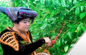 Sumut Raup Rp3,1 Triliun dari Ekspor Kopi, Januari-Oktober 2021