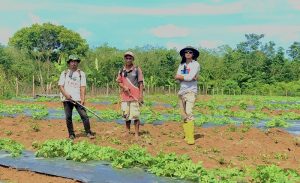 Fajar Jangkung Pradana, Perjuangan Perdana Petani Milenial Semangka dari Lubuklinggau