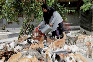 Semangat Memelihara Kucing, Satu Fenomena Elok [869]