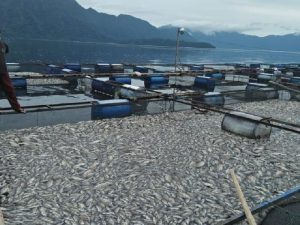 Selama Desember  Ikan Keramba Yang Mati  di Danau Maninjau Capai 912 Ton