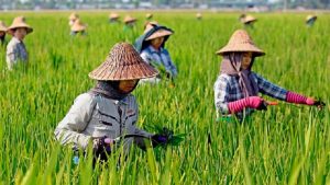 Kementerian Pertanian Meyakini Perluasan Lahan Sawah Kunci Menuju Kedaulatan Pangan