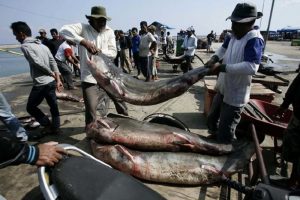 Riset Mahasiswa IPB Terkait Perburuan Hiu di Sulawesi Utara