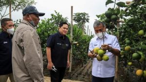 BRI Topang Petani Jeruk Cisarua