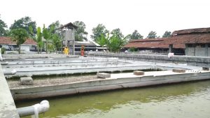 Republik Lele dari Kediri Jadi Contoh Budi Daya Berkelanjutan