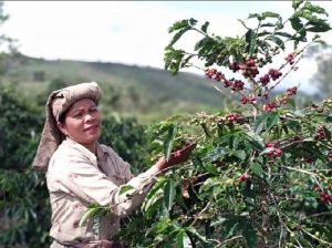 LPPM USK Ungkap 70 Persen Produksi Kopi Gayo untuk Pasar Ekspor
