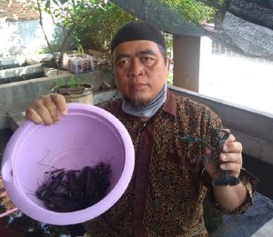Latz Indonesia, Budi Daya Lobster Air Tawar Rumahan