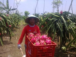 BI Dukung Banyuwangi Kembangkan Kawasan Hortikultura Organik