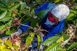 Holding Perkebunan pun Berutang Rp77 Triliun