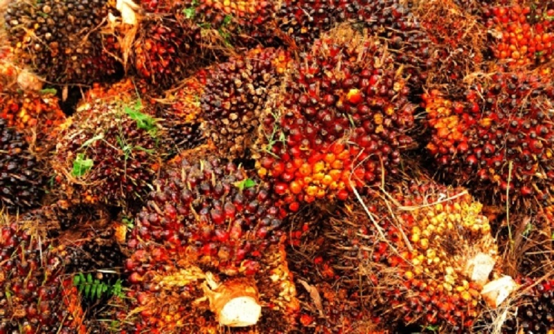 2022, Gapki Proyeksi Produksi Sawit Indonesia Capai 53,8 Juta Ton