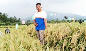 Ikut Jaga Ketahanan Pangan, Milenial Ini Tanam Padi di Pidie Jaya