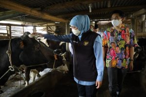 Catat Produksi 558.758 Ton, Jatim Peringkat Produksi Susu Nasional 2021