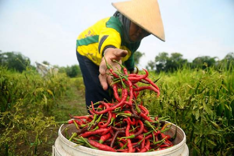 Mendagri Minta Pemda Pantau Harga Cabai agar Inflasi Terkendali