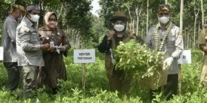 Komoditas Kacang Tanah Sragen Berpotensi untuk Pasar Ekspor