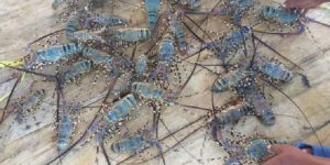Pembudidaya Lobster Lombok Timur Terima Bantuan Rp6 Miliar