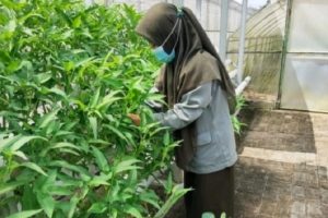 Polbangtan Medan Minta Petani Milenial Terapkan Budi Daya Hidroponik