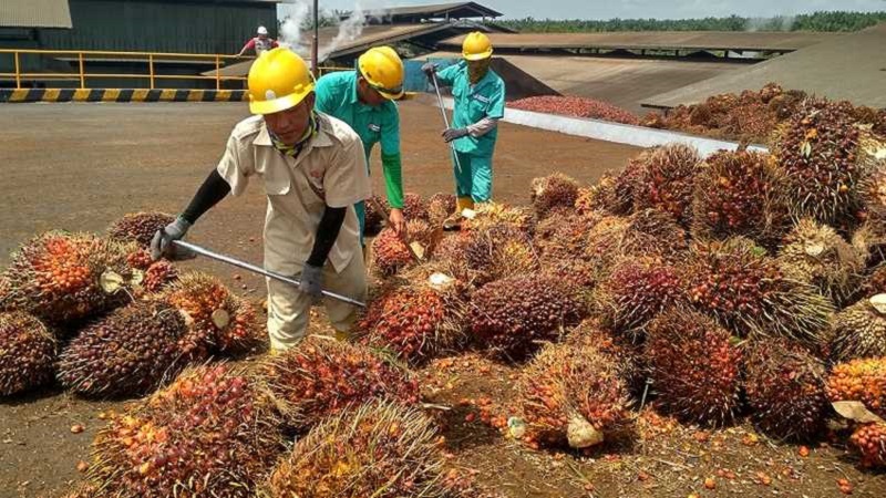 Kelapa Sawit, Kopi dan Gabah Dongkrak NTP Januari 2022