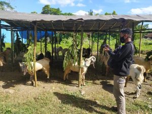 Lombok Timur Kembangkan Potensi Peternakan Kambing Berbasis Korporasi