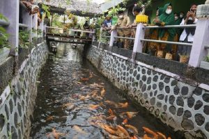 KISS Banyuwangi Ubah Sungai Penuh Sampah Jadi Kolam Ikan