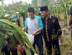 Banyuwangi Ekspor Buah Naga ke Asia dan Eropa