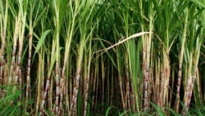 Batang Jadi Proyek Percontohan Swasembada Gula 2025